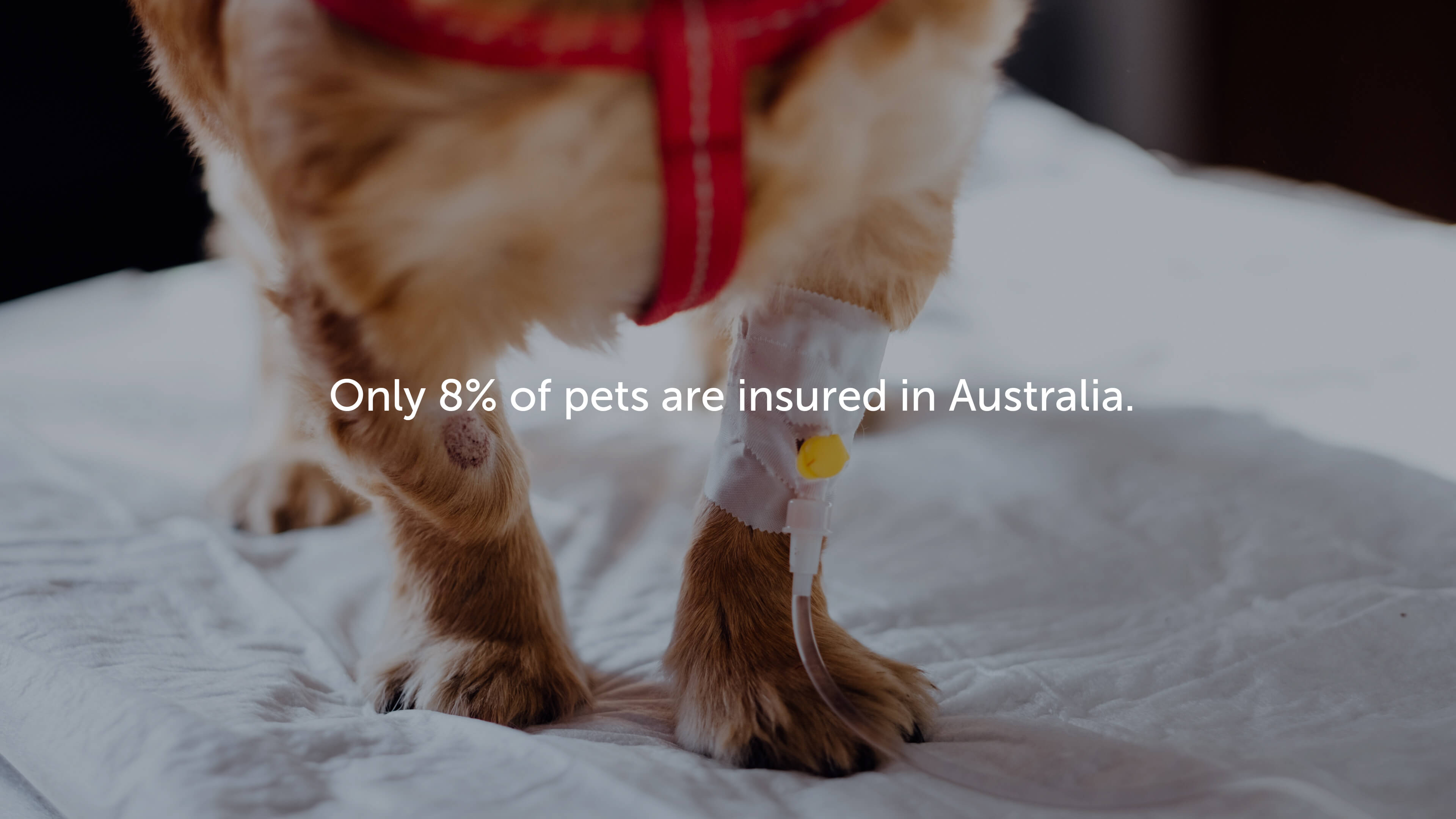 Only 8% of pets are insured in Australia