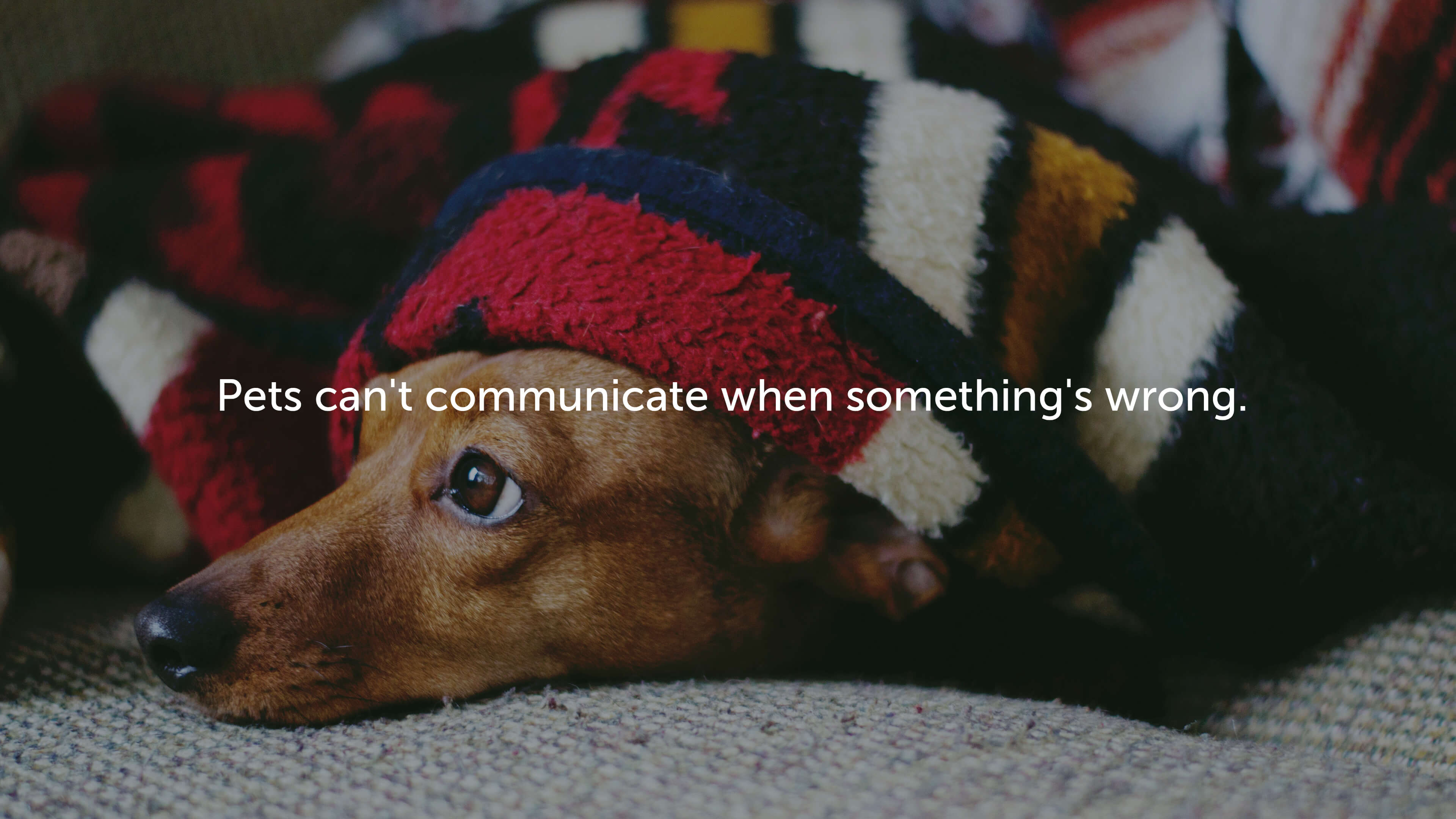 Pets can't communicate when something is wrong