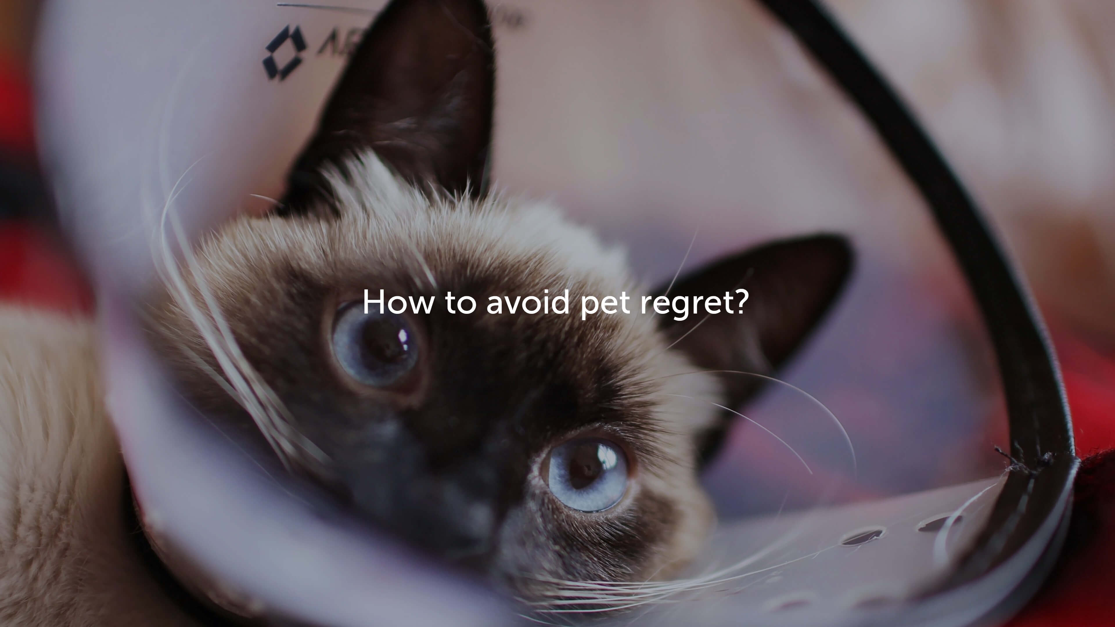 How to avoid pet regret?